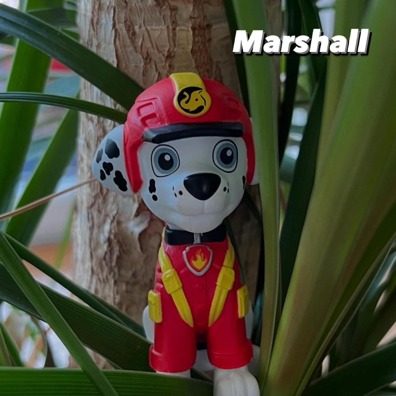 Helfer auf vier Pfoten