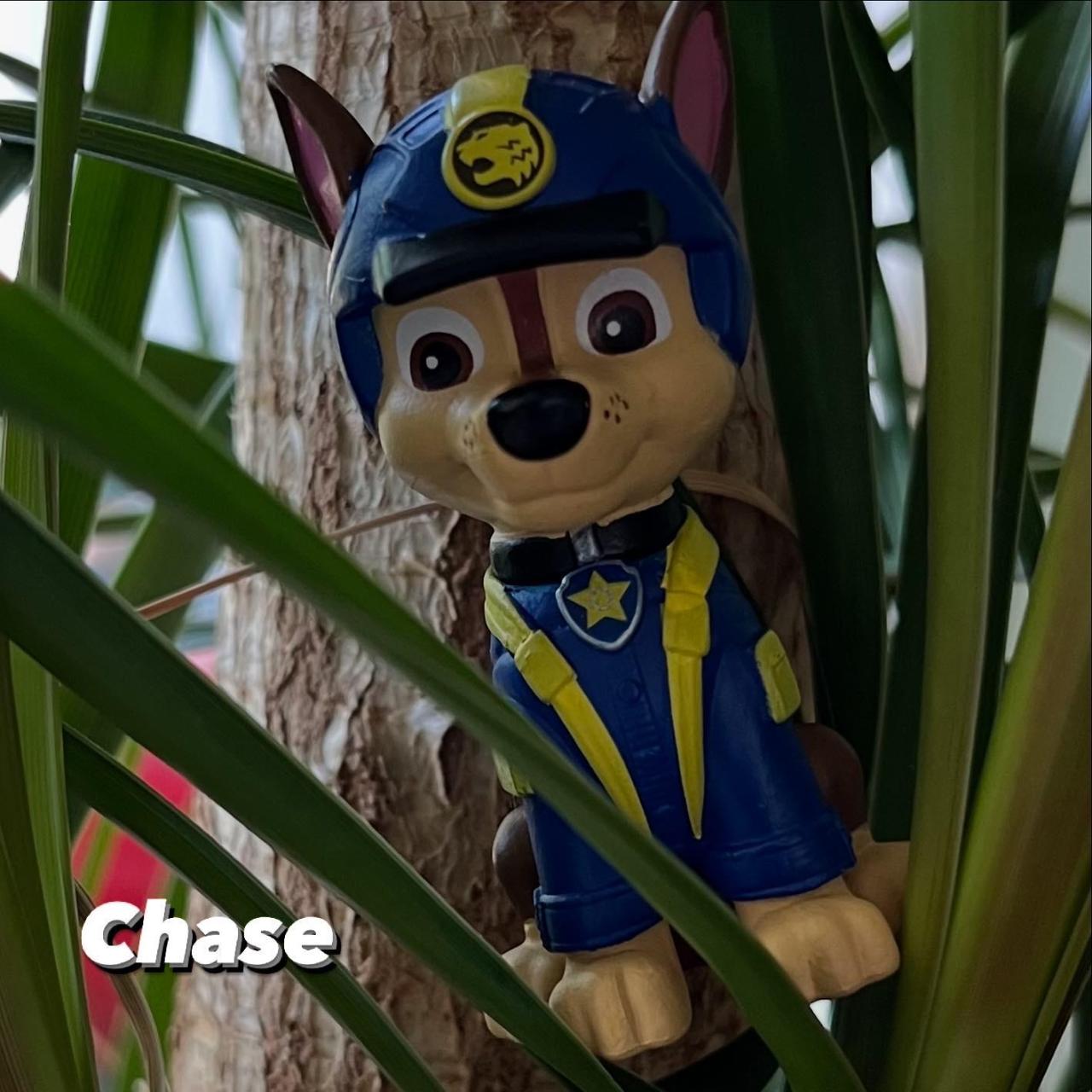 Helfer auf vier Pfoten